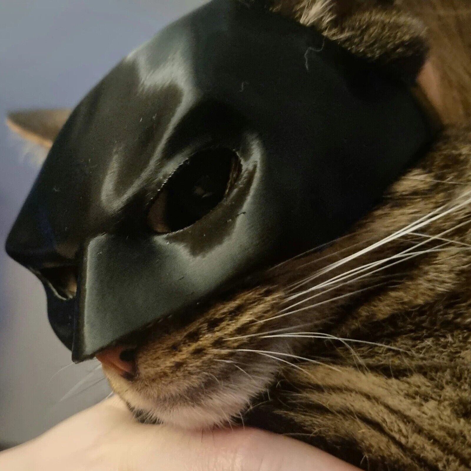 Funny Cat Bat Mask Halloween Puppy Hood Pet Cosplay Hat Small Dog Party Costumes