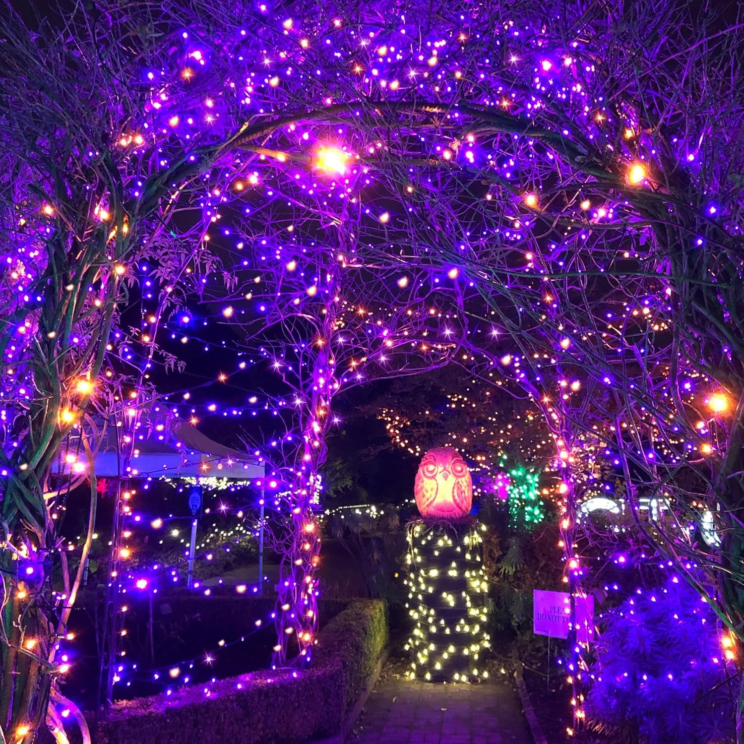 Solar Halloween Lights,39Ft 100LED Orange & Purple Halloween Lights,Hallowe