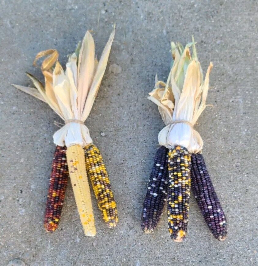 Indian Corn with Husks 6-8" Fall Decor Ornamental Thanksgiving Halloween