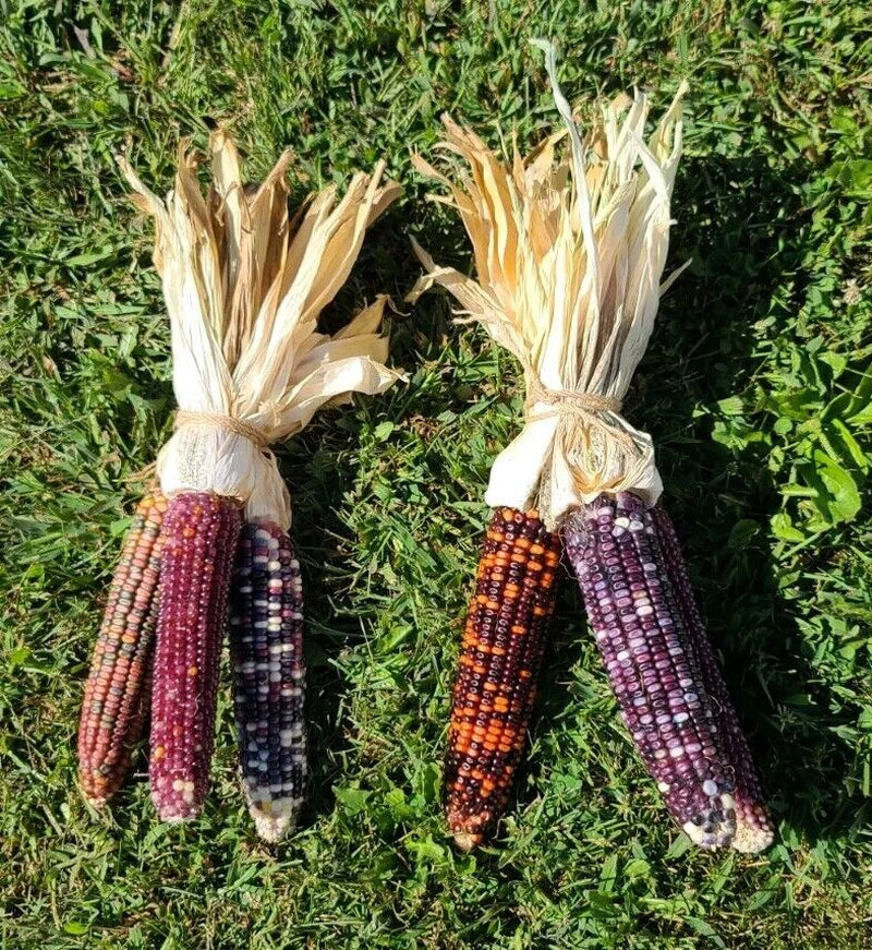 Indian Corn with Husks 6-8" Fall Decor Ornamental Thanksgiving Halloween
