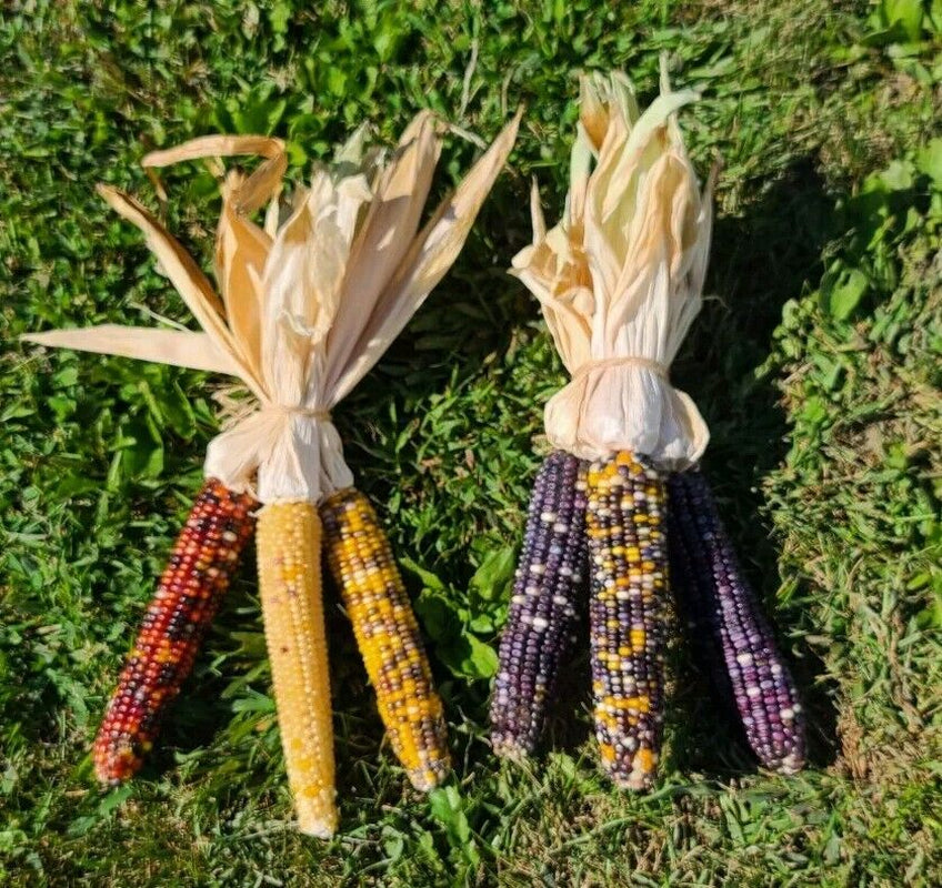 Indian Corn with Husks 6-8" Fall Decor Ornamental Thanksgiving Halloween