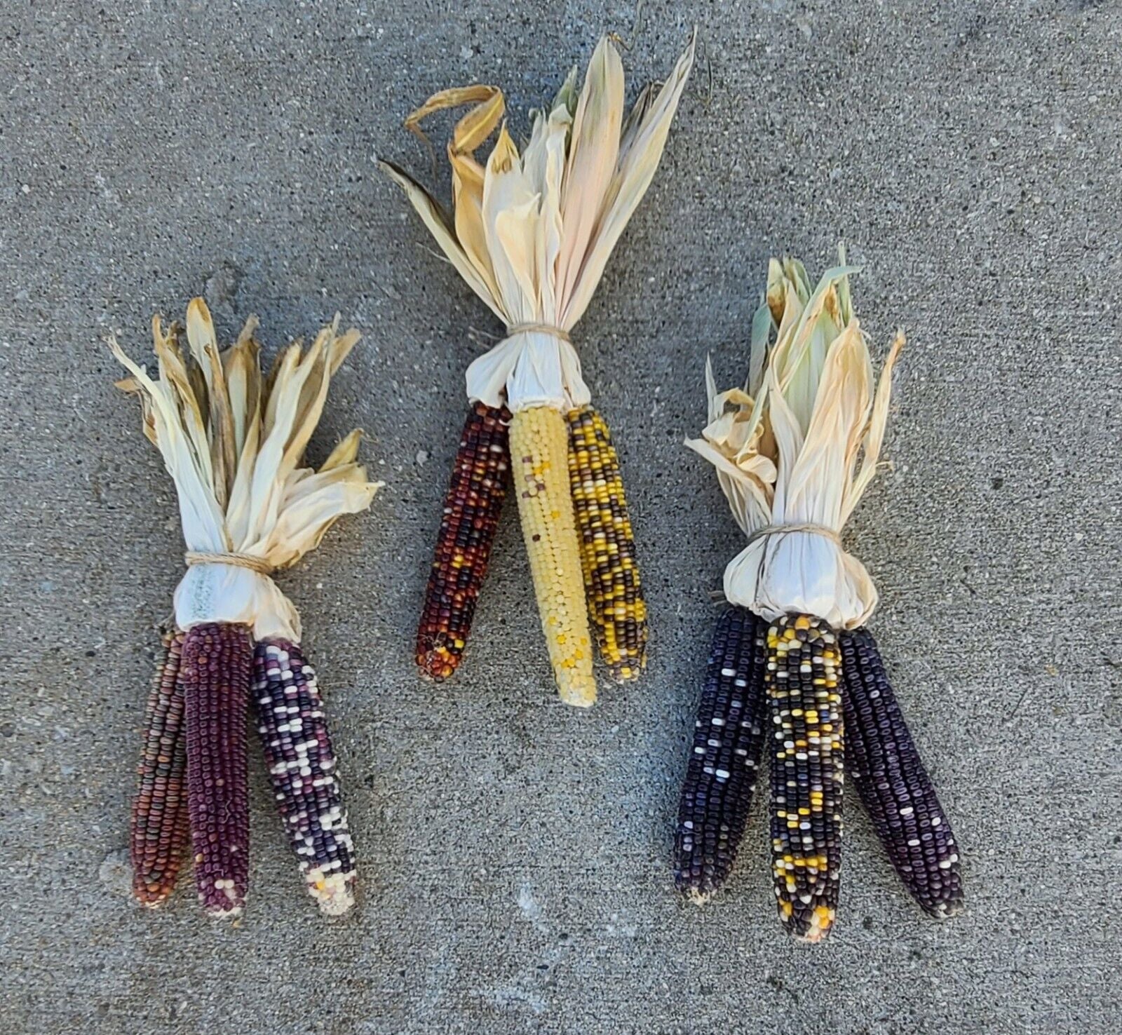 Indian Corn with Husks 6-8" Fall Decor Ornamental Thanksgiving Halloween