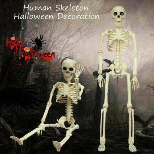 Halloween Poseable Full Life Skeleton Party Prop Decoration Human Anatomy Model
