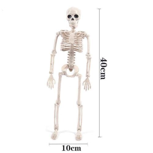 Halloween Poseable Full Life Skeleton Party Prop Decoration Human Anatomy Model